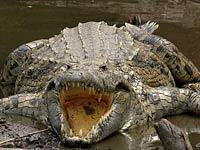 Crocodile image