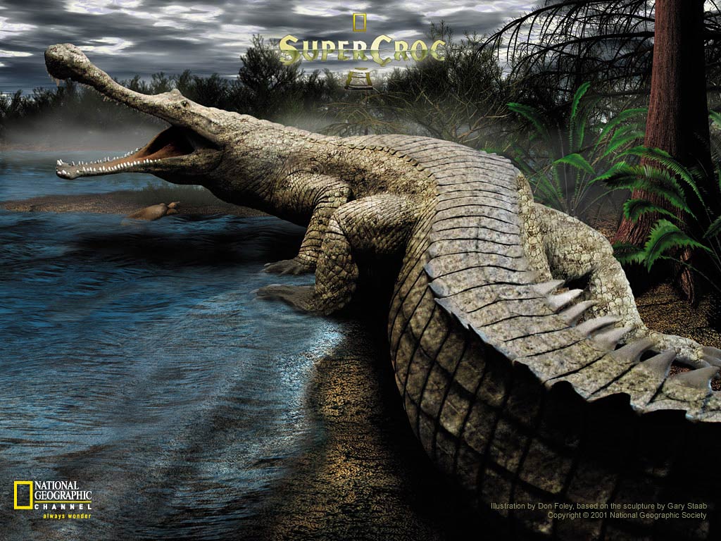 free Crocodile wallpaper wallpapers and background