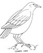 Crow coloring page