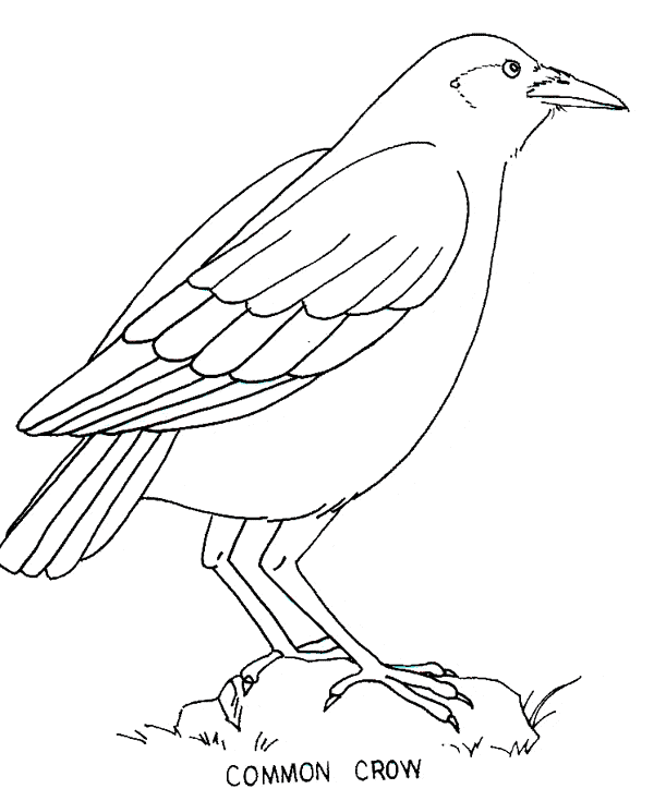 Download Crow coloring page - Animals Town - animals color sheet - Crow free printable coloring pages animals