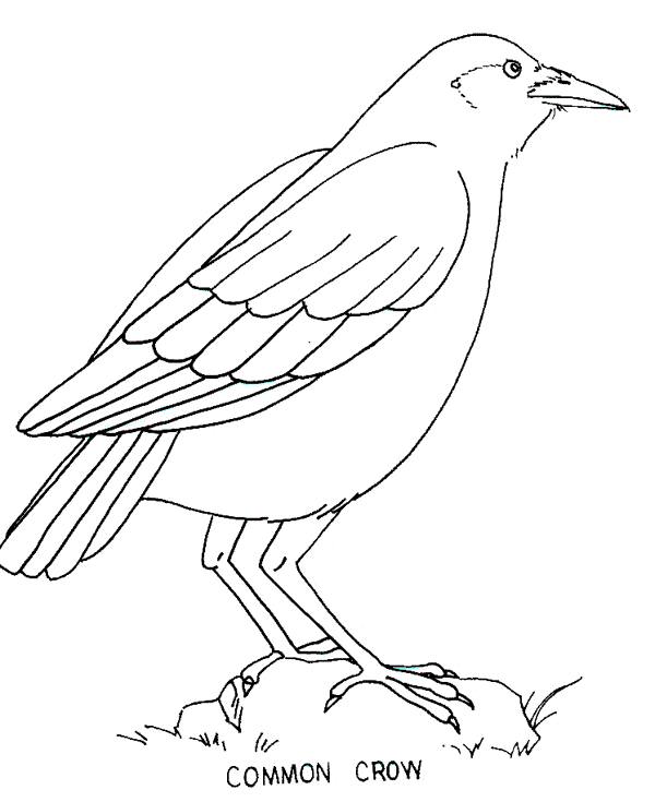 free Crow coloring page