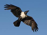 Crow image