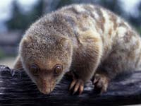 Cuscus image