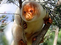 Cuscus image