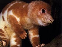 Cuscus image