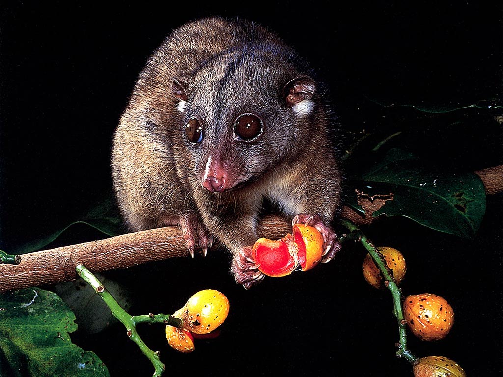 free Cuscus wallpaper wallpapers and background