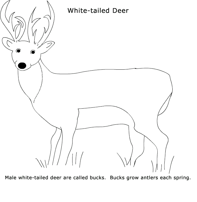 free Deer coloring page