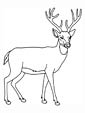 Deer coloring page