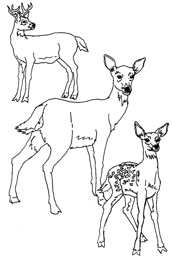 free Deer coloring page