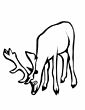 Deer coloring page