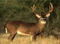 deer desktop wallpaper