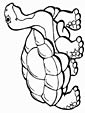 Tortoise coloring page