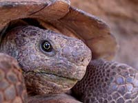 Desert Tortoise image
