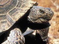 Desert Tortoise image