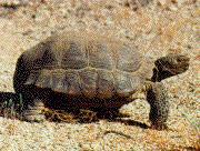 Desert Tortoise image