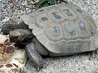 Desert Tortoise image