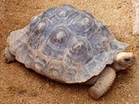 Desert Tortoise image