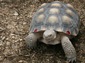 desert tortoise