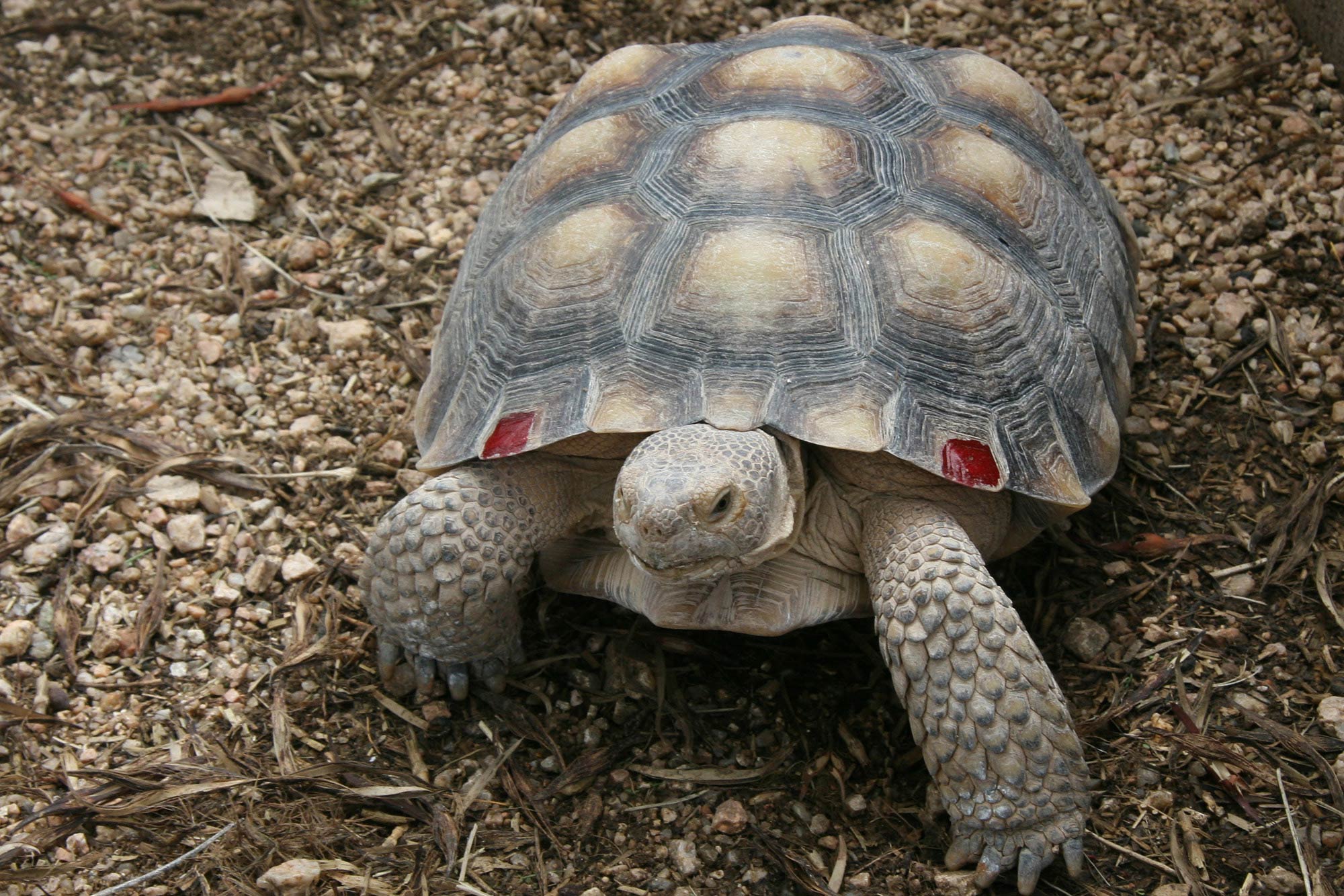 free Desert Tortoise wallpaper wallpapers download