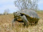 free desert tortoise wallpaper