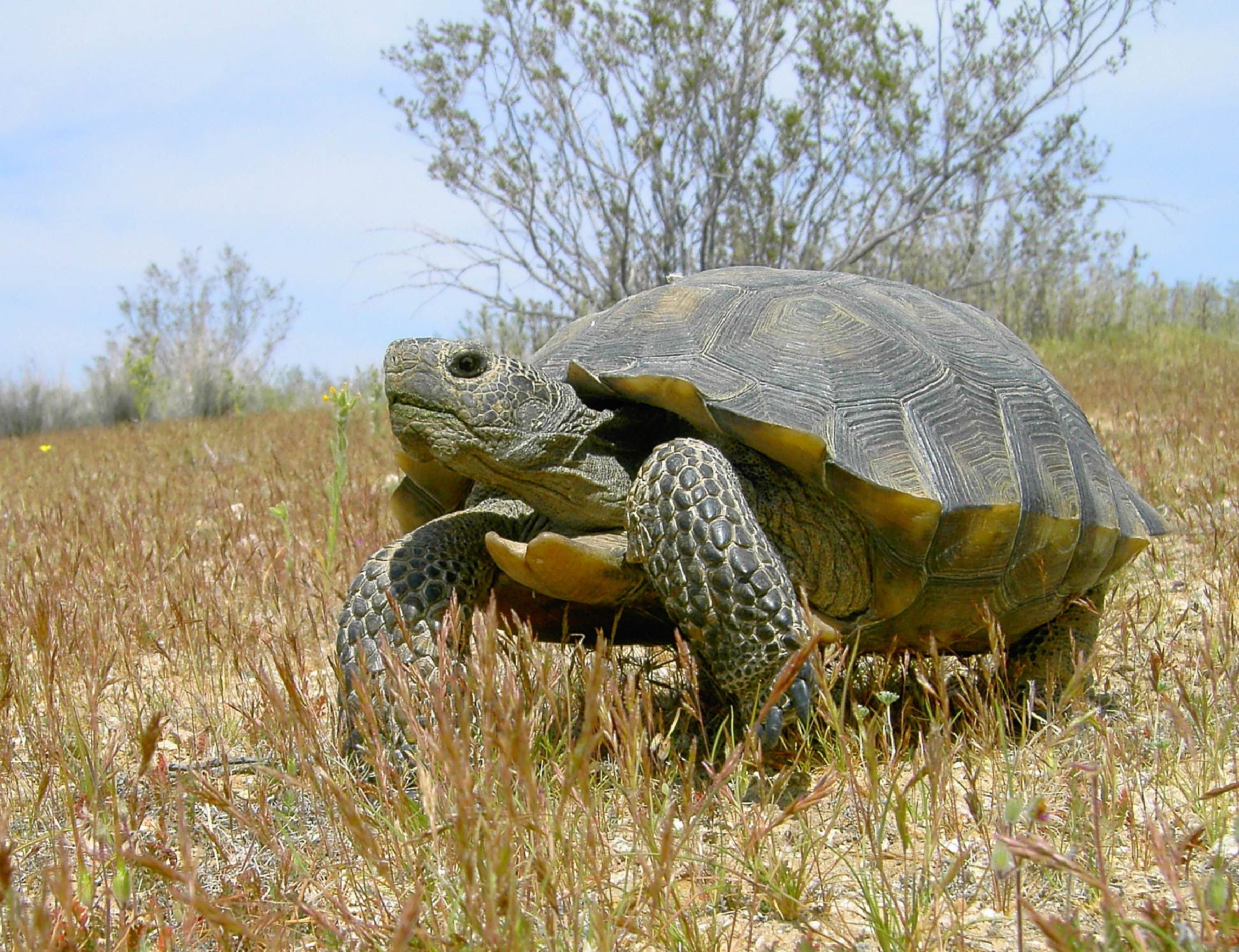 free Desert Tortoise wallpaper wallpapers download