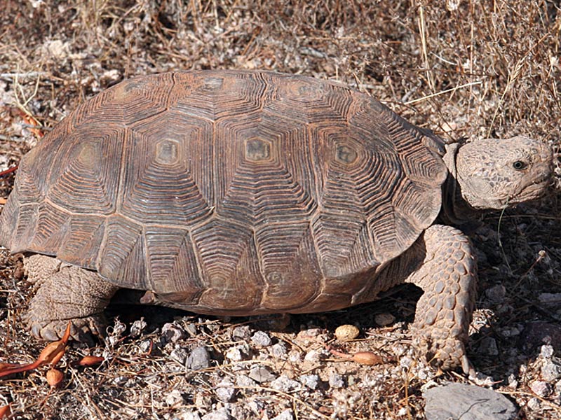 free Desert Tortoise wallpaper wallpapers download