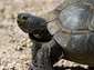 desert tortoise wallpapers