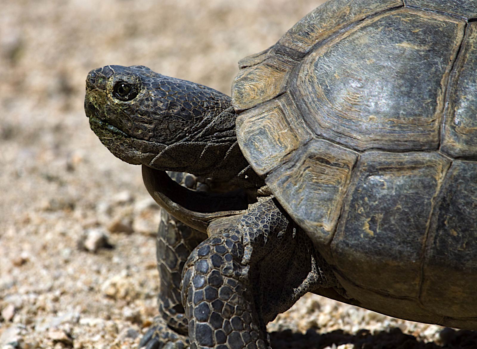 free Desert Tortoise wallpaper wallpapers and background