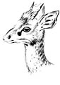 Dik-Dik coloring page