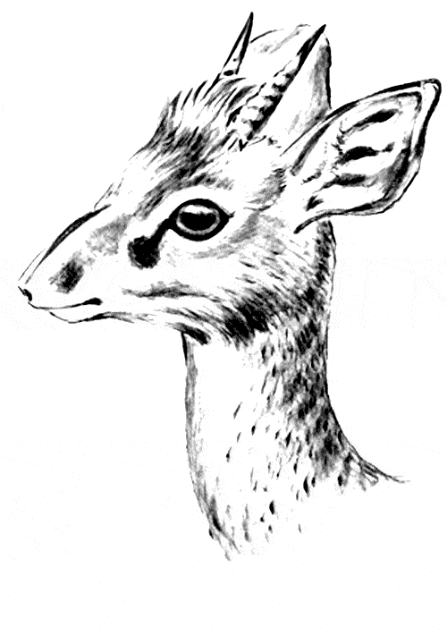 free Dik-Dik coloring page