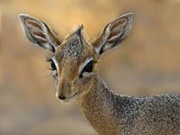 Dik-Dik image