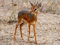 Dik-Dik image