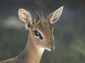 dik dik