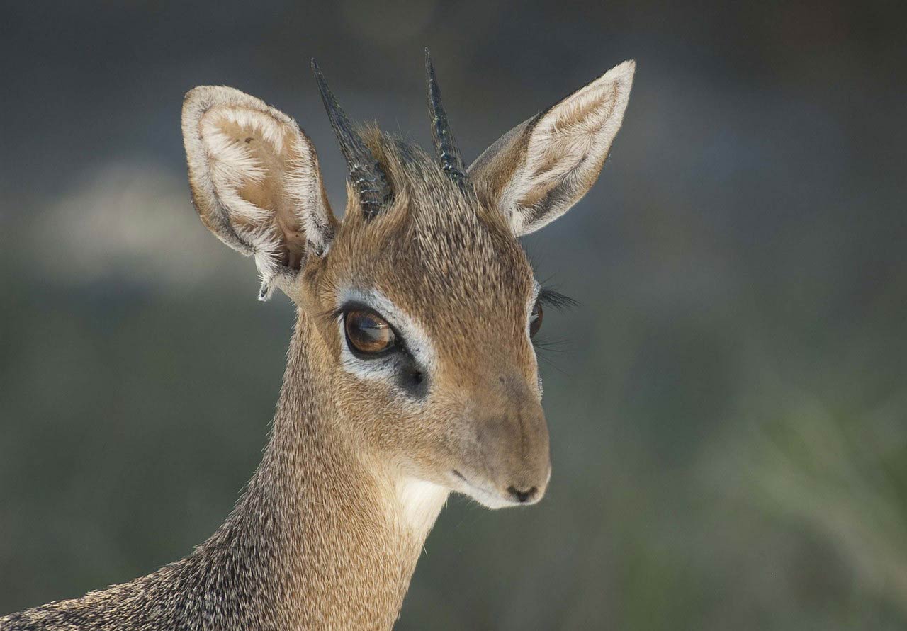 free Dik-Dik wallpaper wallpapers download