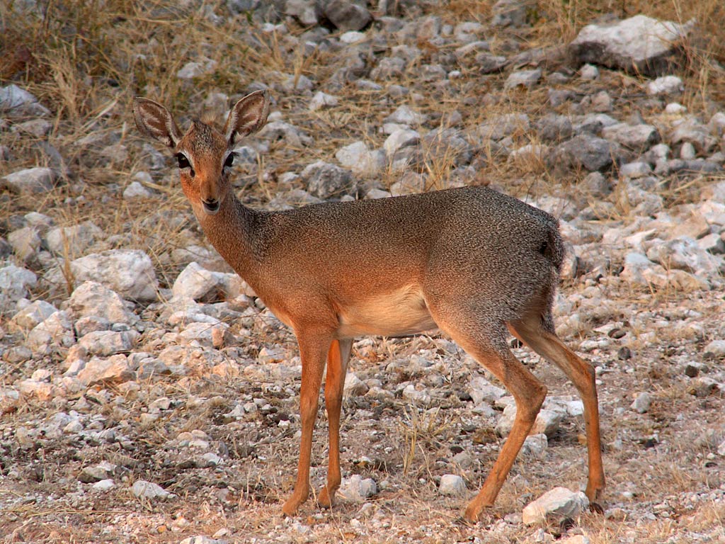 free Dik-Dik wallpaper wallpapers download