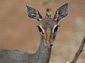 free dik dik wallpaper