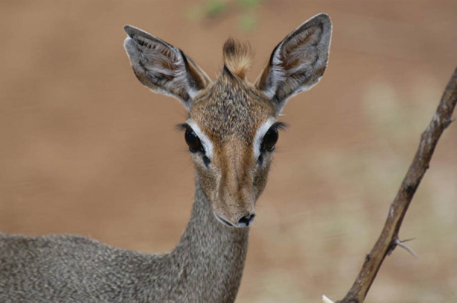 free Dik-Dik wallpaper wallpapers download