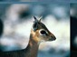 dik dik wallpapers