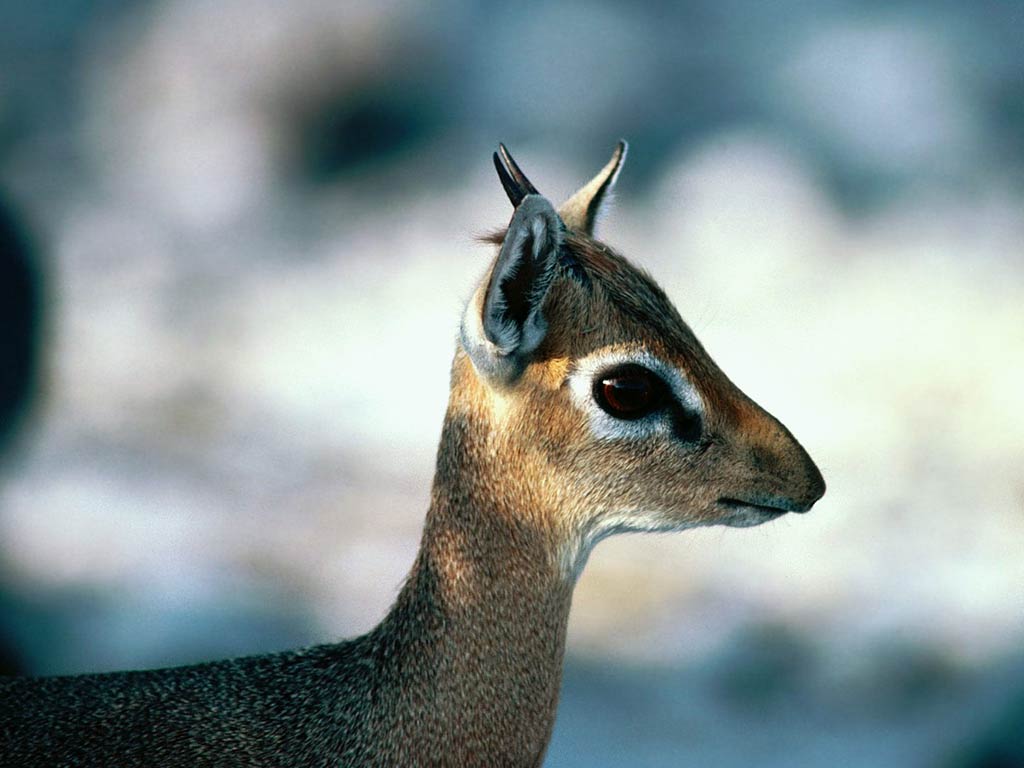 free Dik-Dik wallpaper wallpapers and background