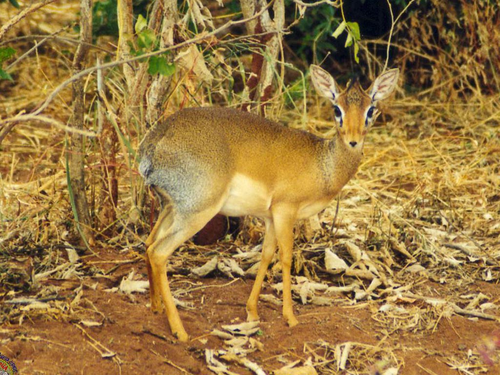 free Dik-Dik wallpaper wallpapers download