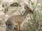 dik dik wallpapers