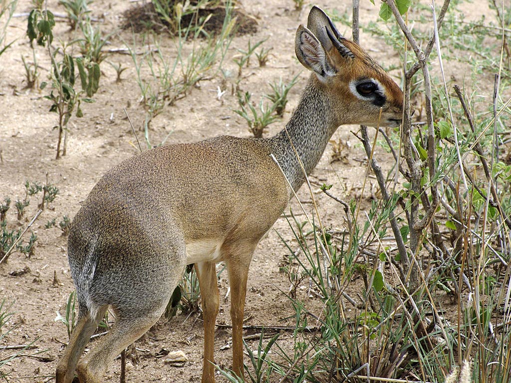 free Dik-Dik desktop wallpaper wallpapers Desktop and Mobile