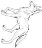 Dingo coloring page