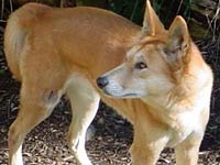 Dingo image