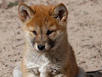 Dingo picture