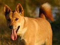 Dingo image