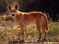 Dingo image