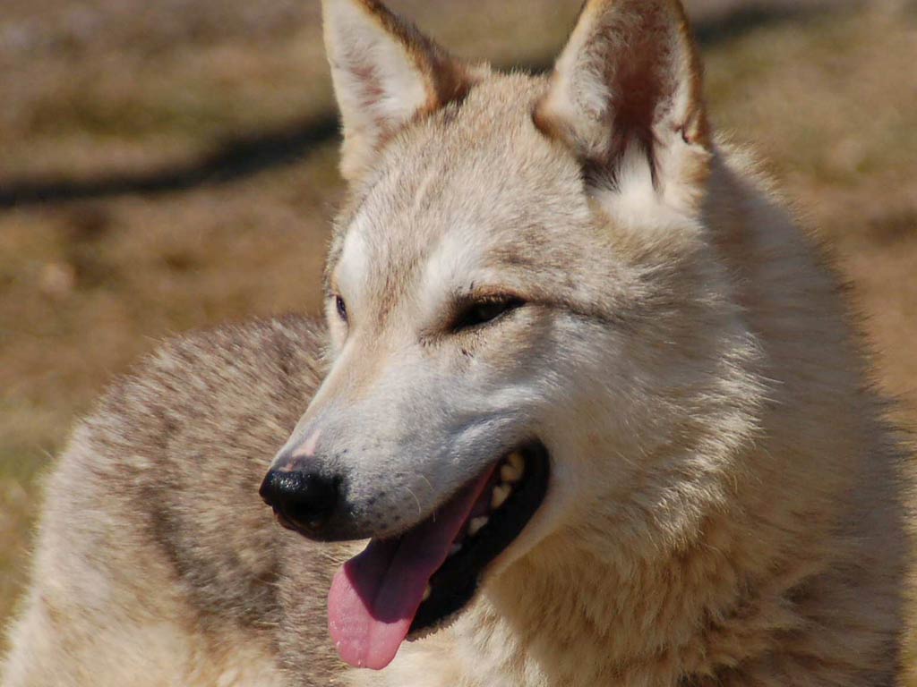 free Dingo wallpaper wallpapers download