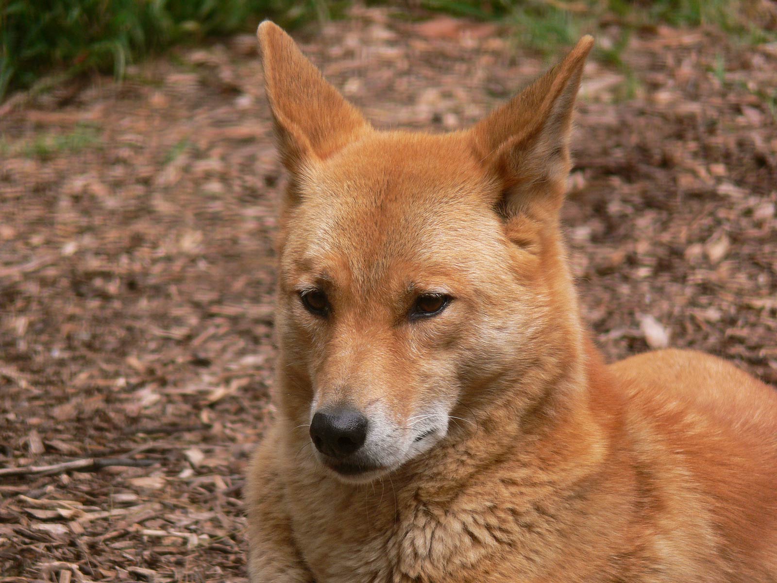free Dingo wallpaper wallpapers and background