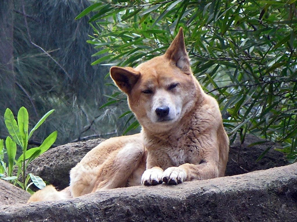 free Dingo desktop wallpaper wallpapers Desktop and Mobile